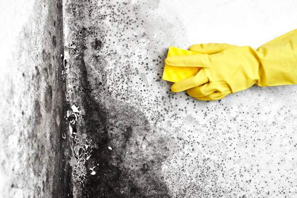 Best Residential Mold Remediation in Tichigan, WI