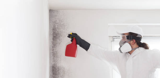 Best Black Mold Remediation in Tichigan, WI