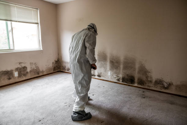 Professional Mold Remediation in Tichigan, WI