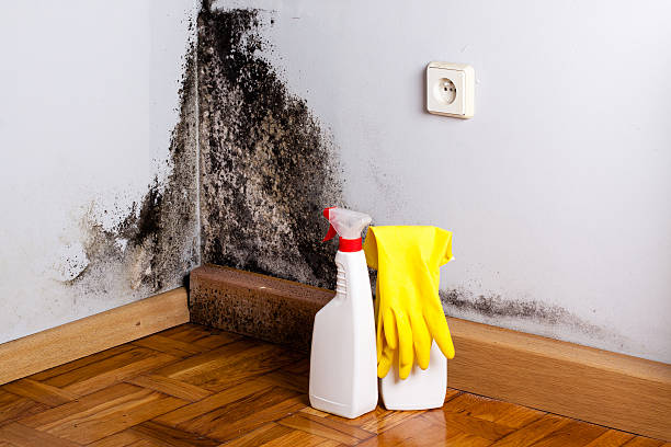 Best Residential Mold Remediation in Tichigan, WI