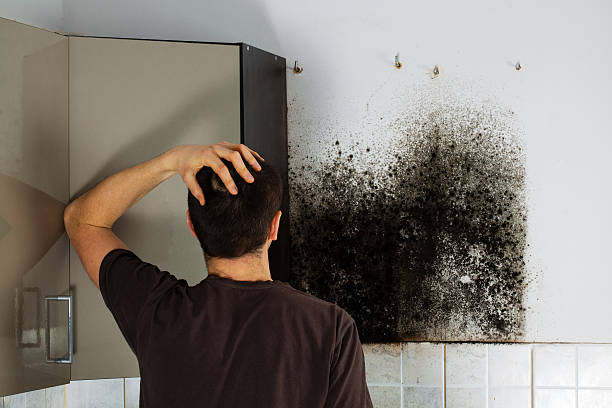 Best HVAC Mold Remediation in Tichigan, WI