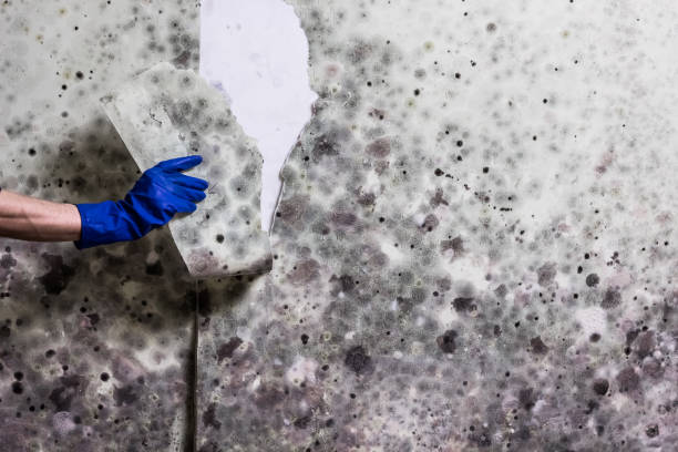Best Commercial Mold Remediation in Tichigan, WI